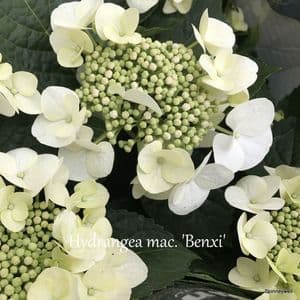 Hydrangea mac  'Benxi' (white lacecap)  2L SOLD OUT