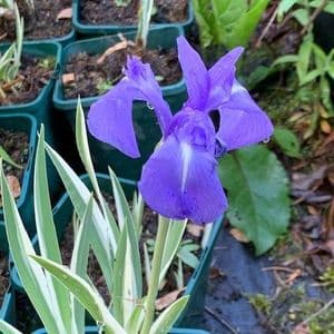 Iris laevigata albovariegata clear blue 2L