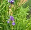 Iris sibirica 'Blue King'  2L