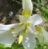 Iris sibirica 'Dreaming Yellow'    5L