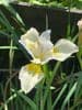 Iris sibirica 'White Swirl'  2L
