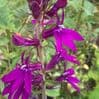 Lobelia 'Hadspen Purple'  PBR   3L