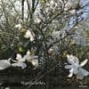 Magnolia stellata  35L