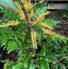 Mahonia japonica  7.5L  90-120cm