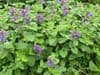 Nepeta 'Little Titch' (catmint)  2L  SOLD OUT