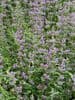 Nepeta racemosa 'Six Hills Giant' (catmint)  2L SOLD OUT