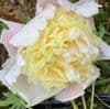 Paeonia 'Primavera'  lact.   2.5L