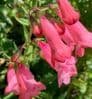 Penstemon 'Hewell's Pink Bedder'  9cm  OUT OF STOCK