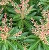 Pieris 'Forest Flame'  5L   SOLD OUT TEMPORARILY