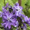 Primula sieboldii 'Frilly Blue'  2L  OUT OF STOCK