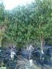 Prunus lusitanica 5-6ft  25L