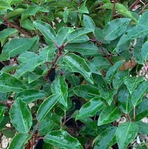 Prunus lusitanica 'Myrtifolia' 3L  50-60cms Portuguese laurel