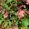 Ribes gordonianum (beetonii)  3L