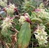 Ribes laurifolium  'Amy Doncaster'  3L