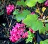 Ribes 'Red Bross'  7.5L