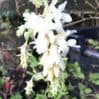 Ribes 'White Icicle'  30L