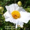 Romneya coulteri (tree poppy) 9cm  (young plant)