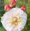Rosa 'Emily Bronte'  New English Shrub Rose 7.5L