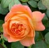 Rosa 'Lady Emma Hamilton'  English Rose  4LD SOLDOUT
