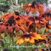 Rudbeckia 'Autumn Colors' 9cm