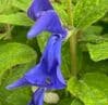 Salvia patens HHP 9cm   (blue)
