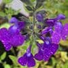 Salvia xjamensis 'Violette de Loire'    2L  SOLD OUT
