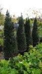 Taxus baccata pyramid (cone)  1.3mH   COLLECTION ONLY