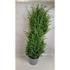 Taxus baccata  rootballed  80-100cm