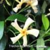Trachelospermum jas. 'Christabel'   3L SOLD OUT