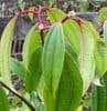 Viburnum cinnamonifolium  25L pot  100-150cmH  COLLECTION ONLY