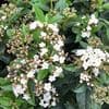 Viburnum tinus  24c  60cmH bushy
