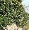 Viburnum tinus 'Eve Price'  7.5L   20-30cms