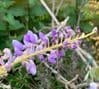 Wisteria frutescens   15L   120-150+cmH  COLLECTION ONLY