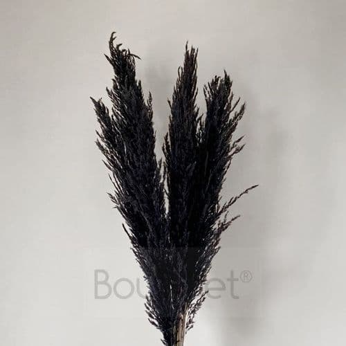 Black Pampas Grass - 110cm