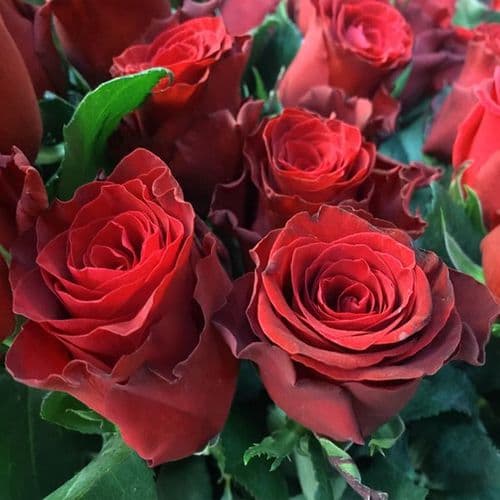 Bouquet of 10 tall Red roses / Μπουκέτο με 10 κόκκινα τριαντάφυλλα