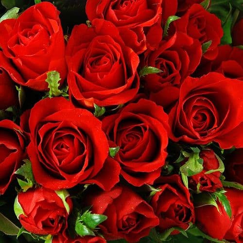 Bouquet of 30 Red roses / Μπουκέτο με 30 κόκκινα τριαντάφυλλα