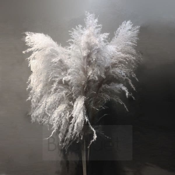 Extra Large  fluffy natural Pampas Grass - 140cm