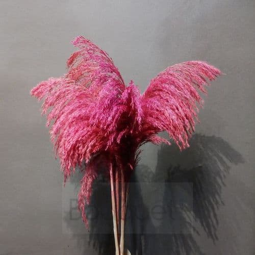 Hot pink Pampas Grass - 110cm