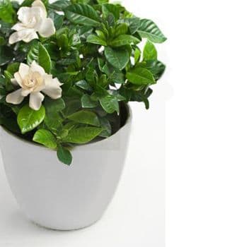 Large gardenia in a pot