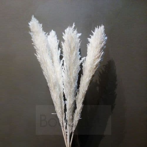 Large  White Pampas Grass - 85cm