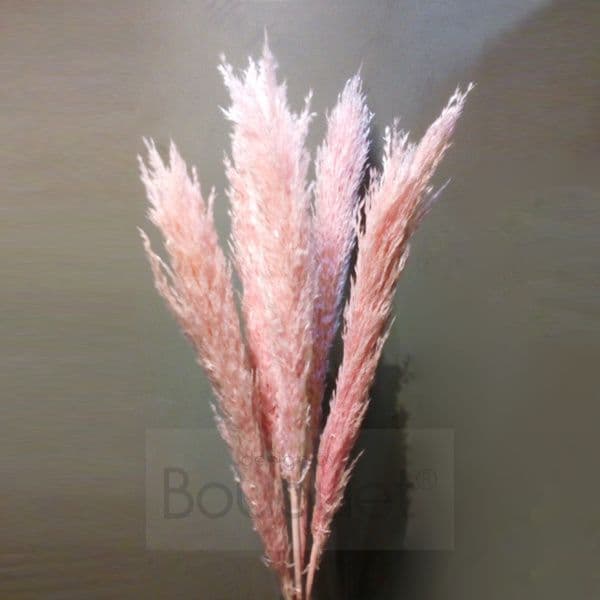 Light Pink Pampas Grass - 85cm
