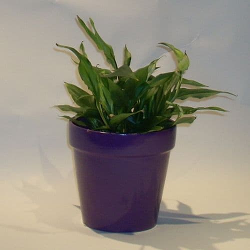 Mini spathifillum plant