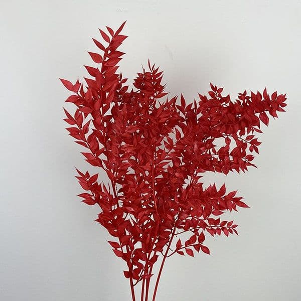 PRESERVED RED RUSCUS