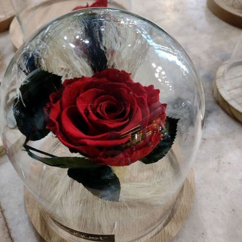 Red forever rose in a dome / Διατηρημενο τριανταφυλλο μεσα σε θολο
