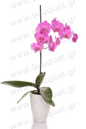 Single purple phalaenopsis orchid in a pot / Μονή μωβ ορχιδέα φαλαινόψις σε κασπό