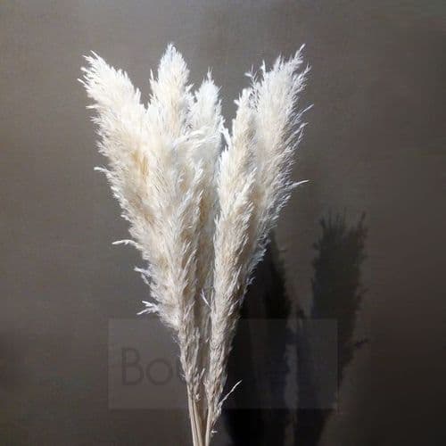 Small White Pampas Grass - 85cm